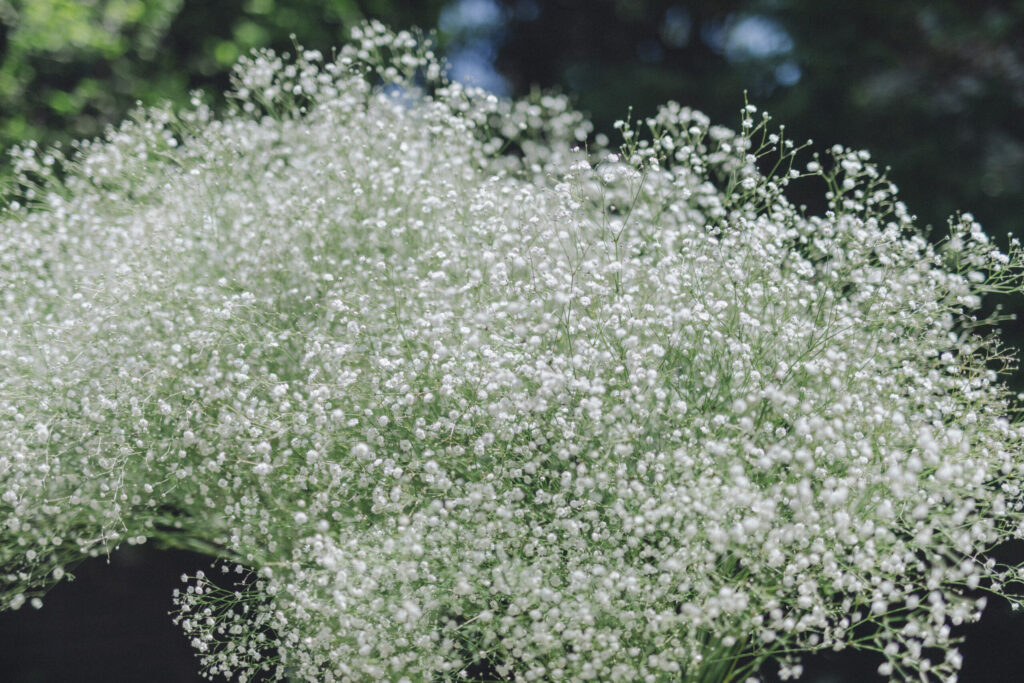 【残2枠】26`春特別プラン